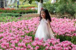 Người dân đổ xô đi ngắm cánh đồng hoa tulip Hà Lan tại Hà Nội