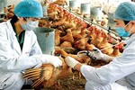 Cảnh báo nguy cơ cúm A(H7N9) vào Việt Nam