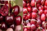 Nghi ngại nguồn gốc quả cherry giá rẻ “giật mình“