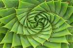 Kỳ thú dãy số Fibonacci trong thế giới tự nhiên 