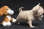 Gặp gỡ chú chó chihuahua nhỏ nhất thế giới