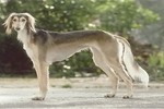 Ngắm giống chó săn Saluki đẹp từ trong ra ngoài 