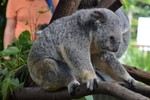 Những sự thật bất ngờ về loài gấu Koala