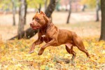 Vì sao vết cắn của chó Pitbull đáng sợ hơn những giống chó khác?  