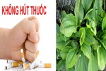 Bài thuốc giúp bạn cai thuốc lá nhanh và hiệu quả 