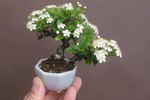 Ngắm bonsai hoa mini trang trí phòng làm việc siêu đẹp 