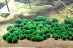 Marimo- loài tảo đặc biệt, báu vật tự nhiên của Nhật Bản