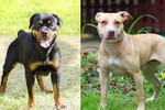 Đề xuất cấm nuôi chó dữ: Pitbull, Becgie, Rottweiler… loài nào nên cấm?