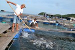 Kiên Giang: Làng biển đổi đời nhờ nuôi loài “cá bạc tỷ“