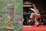 Ếch bay thể hiện võ kung-fu cực đáng yêu