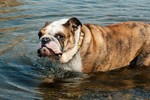 Những khám phá không thể ngờ về giống chó bulldog 