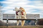 Đôi chó husky tuyệt đẹp giúp chủ nhân thoát chứng trầm cảm