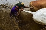 Hành vi lạ trong cuộc đua bò kịch tính ở Indonesia