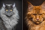 Ảnh đẹp “chất lừ” của mèo Maine Coon, mèo lớn nhất thế giới