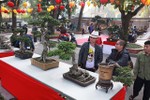 Ngắm dàn cây bonsai “nhỏ mà có võ” tiền tỷ ở Hà Nội