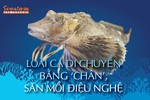 [INFOGRAPHIC]: Loài cá di chuyển bằng 'chân', săn mồi điệu nghệ