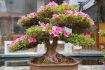 Video: Đỗ quyên bonsai "hét" giá gần 1 tỷ mà vẫn đuổi không hết khách