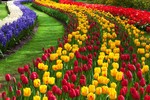 Bội thu với những vườn hoa tulip bắt mắt