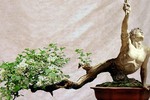 Những chậu bonsai hình thù siêu kỳ lạ