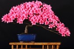 Những chậu hoa bonsai đẹp ngất ngây