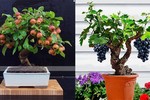 Mê mẩn bonsai hoa quả sai trĩu trịt