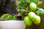 Ngắm chậu bonsai hoa quả mini siêu đẹp mắt