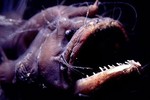 Khó đỡ kiểu sinh sản của cá quái vật Anglerfish