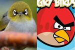 Kỳ thú phiên bản Angry Birds ngoài đời thực