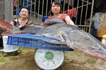 Bắt được cá lăng "khủng" nặng gần 40 kg ở Đắk Lắk