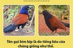 Điều bất ngờ ít biết về loài chim có thể giữ nhà thay chó