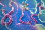 Thêm nhân viên y tế Mỹ dương tính với Ebola