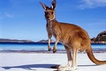 Giai thoại về nguồn gốc cái tên “kangaroo”