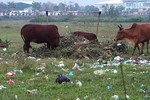 Hàng trăm héc-ta đất vàng bỏ hoang thành nơi chăn bò, đổ rác