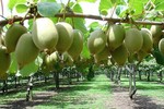 Trổ tài trồng kiwi bằng hạt tại nhà cực dễ dàng 