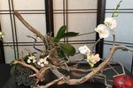 Mãn nhãn loạt bonsai phong lan đẹp hút mắt