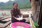 “Săn” cá hiếm, mỗi năm chỉ có một lần trong lòng hồ sông Đà