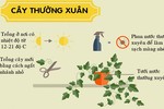 Dù "vụng thối vụng nát", bạn vẫn trồng được những loại cây này 