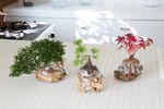 Aqua bonsai - Thú chơi cây cảnh độc nhất vô nhị Tết 2018