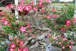 Mãn nhãn những chậu bonsai hoa siêu đẹp chơi Tết