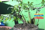 "Phát sốt" bonsai nho thân gỗ mini siêu độc chơi Tết