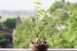 Bonsai hoa nhài đẹp mắt khiến dân mê cây cảnh điêu đứng