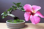 Mê tít những chậu bonsai chỉ một bông hoa