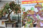 Thích thú ngắm nhìn những chậu bonsai nhãn đẹp hút mắt