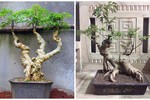 Mãn nhãn loạt bonsai đinh lăng siêu lạ mắt