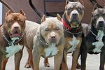 Chó Pitbull cắn chủ nhà trọng thương đắt đỏ như thế nào?