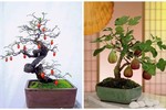 Mãn nhãn loạt bonsai có trái chơi Tết cực độc