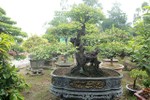 Đại gia Việt “dốc tiền tỷ” chơi bonsai khế, coi như "báu vật" trong nhà