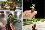 Đắt "không tưởng" những chậu bonsai siêu tí hon