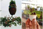 Chiêm ngưỡng 2 vườn bonsai độc đáo xác lập kỷ lục ở Việt Nam