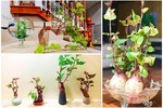 Đẹp hút mắt những chậu bonsai “lang đột biến” đang gây sốt